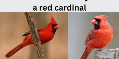 What it means when you see a red cardinal