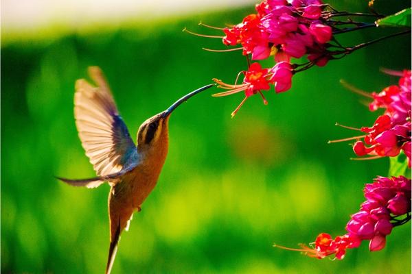 What month do hummingbirds migrate south?