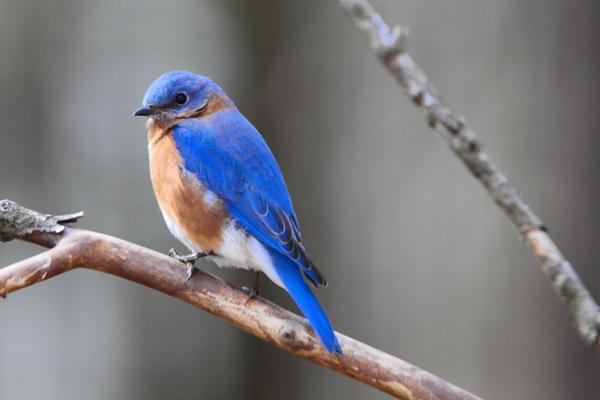 What's the difference between Bluebird and Blue Jay?