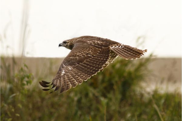 What's the difference between Cooper's Hawk and Red-tailed Hawk?