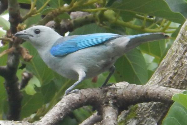 What's the difference between western and eastern bluebirds?