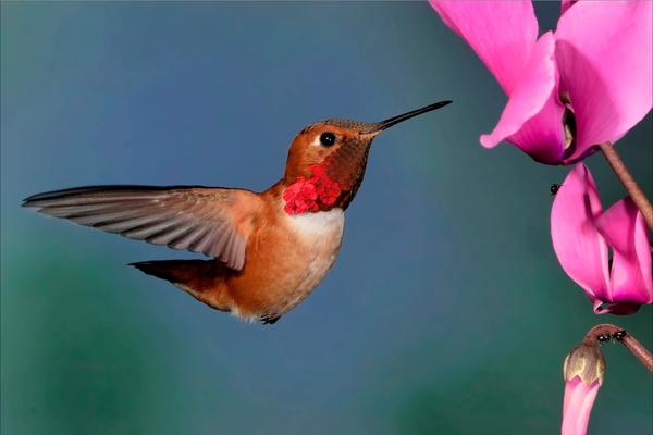When do hummingbirds come out? The best time to go bird watching?