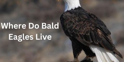 Where Do Bald Eagles Live