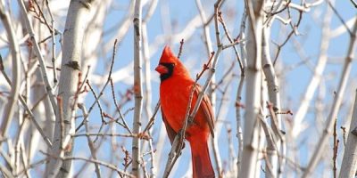 Where Do Cardinals Net