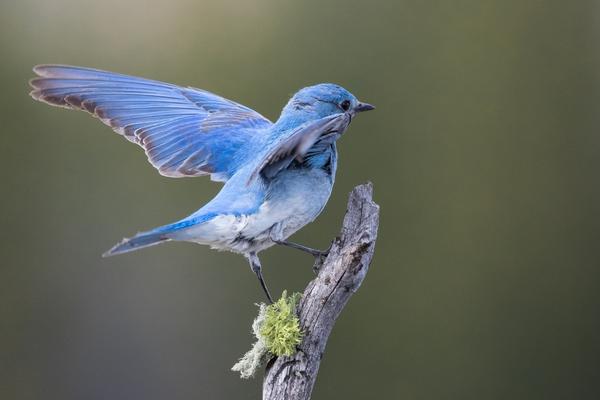 Which are more common bluebirds or Blue Jays?