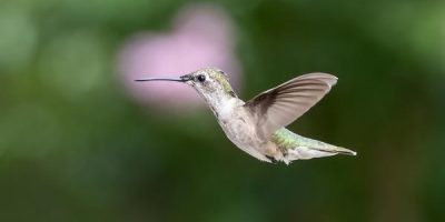 Do Birds Fly at Night