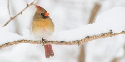 White Cardinal