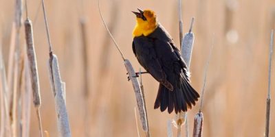 Why Do Birds Chirp in the Morning