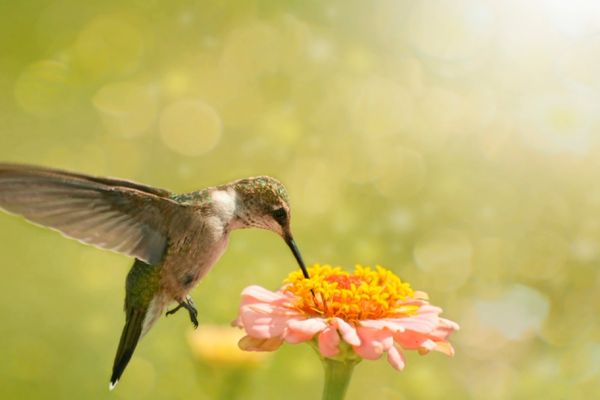 Why do hummingbirds have small feet?