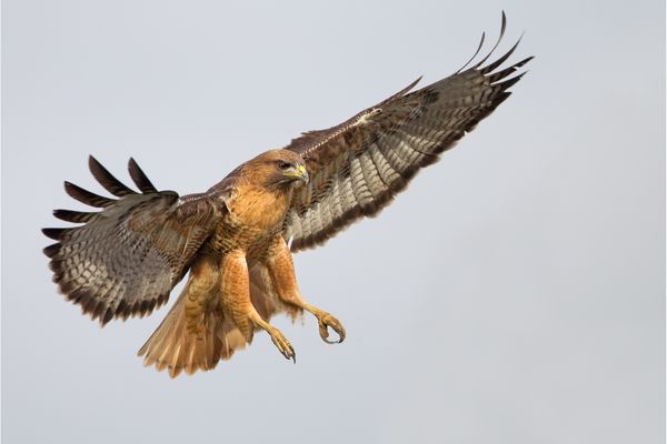 Will Red-tailed Hawks Eat Chickens?