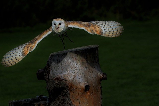  the barn owl