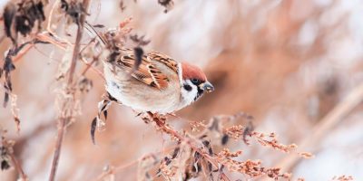 bird Sparrow sitting in the bushes in winter, and eats seeds Artemisia