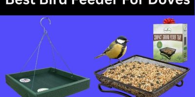 best bird feeder for doves