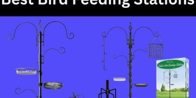 best bird feeding stations