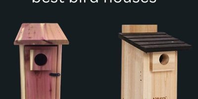 best bird houses
