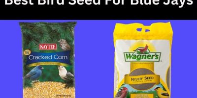 best bird seed for blue jays