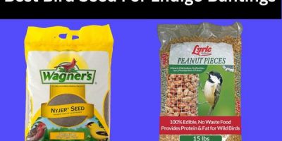 best bird seed for indigo buntings