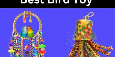 best bird toy