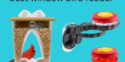 best window bird feeder