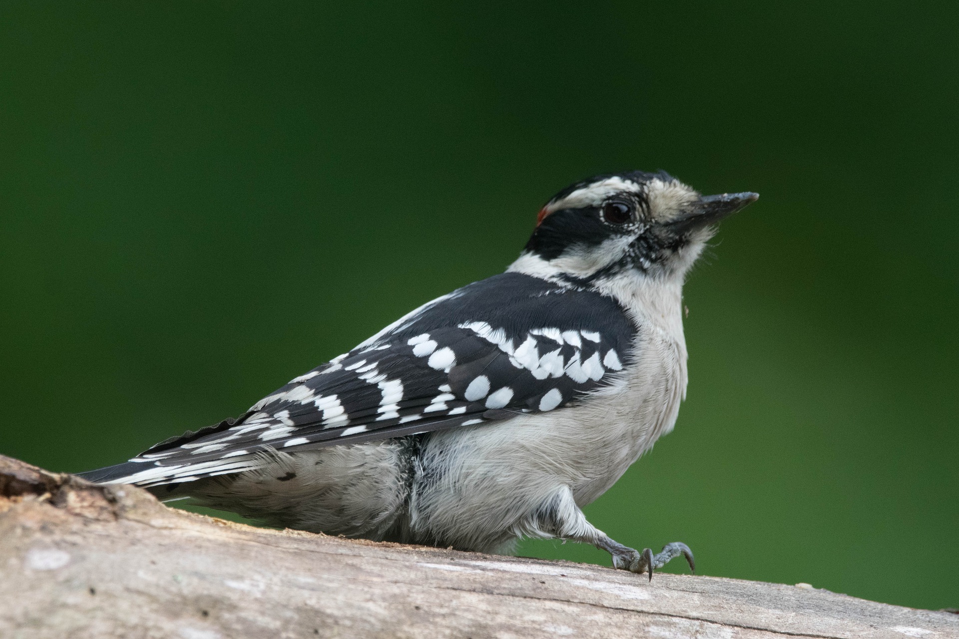 10 Species Of Woodpeckers In Michigan 2023 (Pictures)