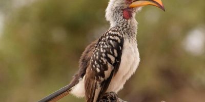 bird with orange beak