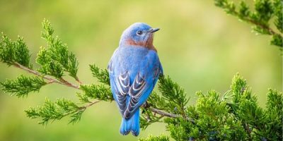 birds that are blue