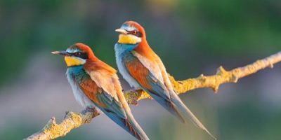 blue bird with red chest