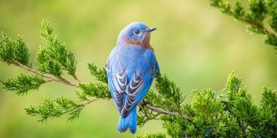 blue birds in pa