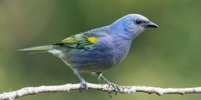 blue colored birds