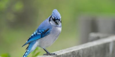 blue jay sign from heaven