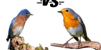 blue jay vs bluebird