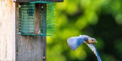 bluebird house placement