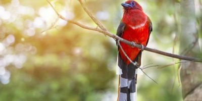 brown bird with red head