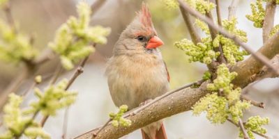 brown cardinal