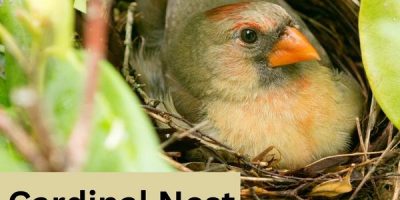 cardinal nest