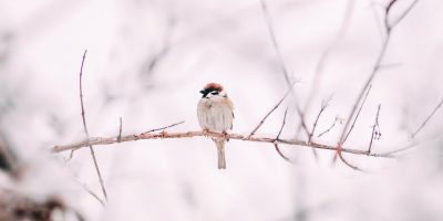 stat birds