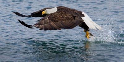 do bald eagles mate for life