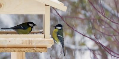 do birds get cold