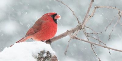 do cardinals migrate