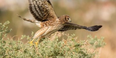 do hawks hunt at night