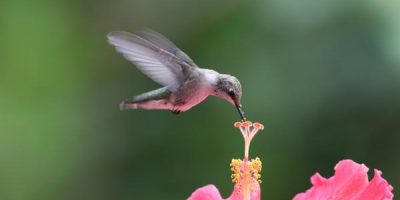do hummingbirds eat bugs