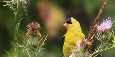 Photographed this cute male American Goldfinch at Cabell's Mill, Fairfax County, Virginia.
