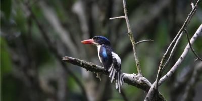 female pileated woodpecker