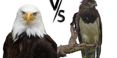 eagle vs hawk