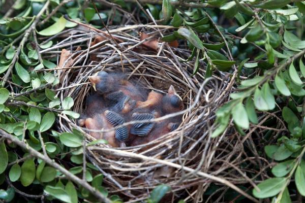 What does a Cardinal Nest look like?
