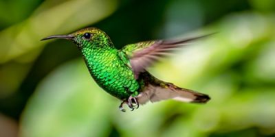 Hummingbird Heart