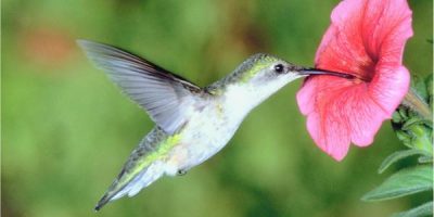 god sends a hummingbird