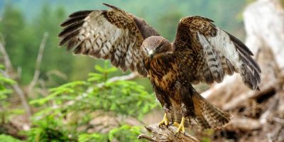 how much weight can a hawk carry