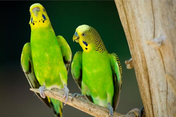 Parakeets speak (relatively) softly