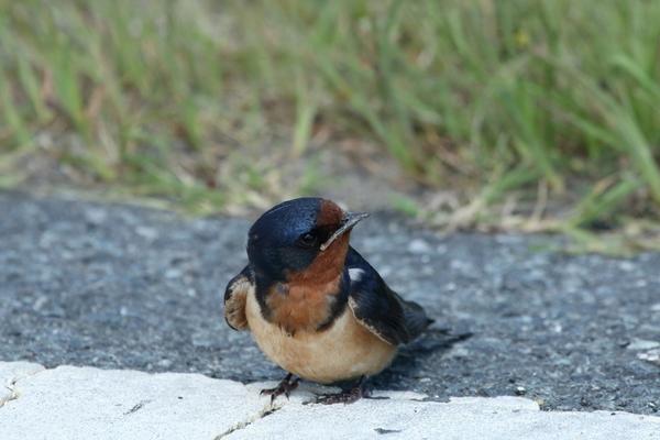 Barn Swallows